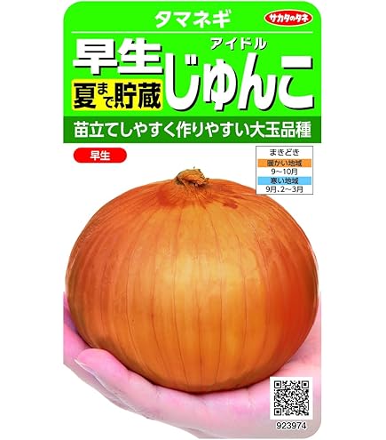玉ねぎ苗300本(スーパーリニア) 玉ねぎ苗300本(スーパーリニア) - メルカリ